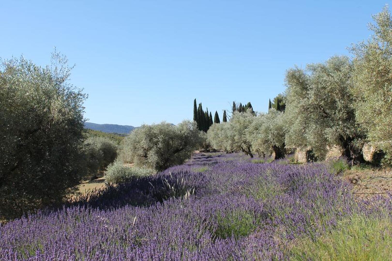 Domaine Souviou