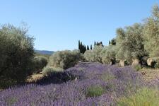 Domaine Souviou